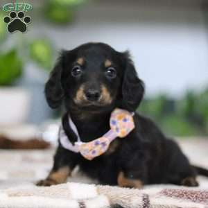 Joy, Dachshund Puppy