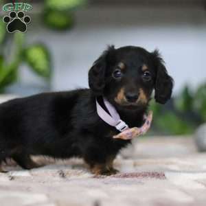 Joy, Dachshund Puppy