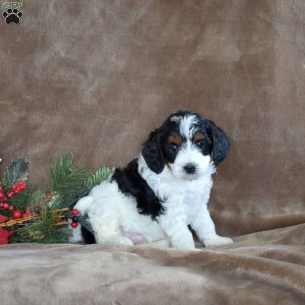 Joy, Miniature Poodle Puppy