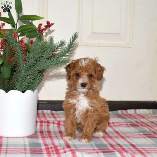 Joy, Miniature Poodle Puppy