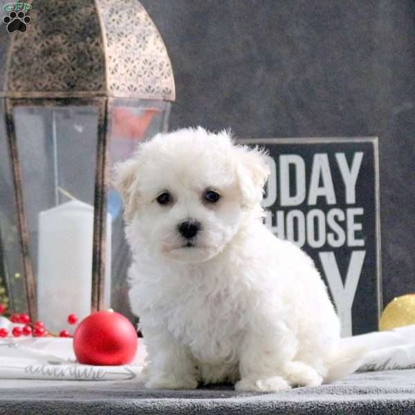 Joy, Bichon Frise Puppy