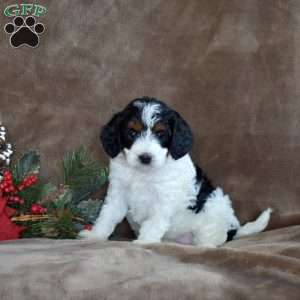 Joy, Miniature Poodle Puppy