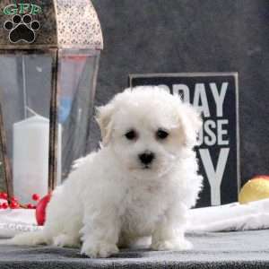 Joy, Bichon Frise Puppy