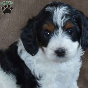 Joy, Miniature Poodle Puppy