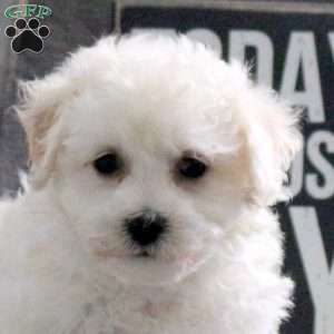 Joy, Bichon Frise Puppy