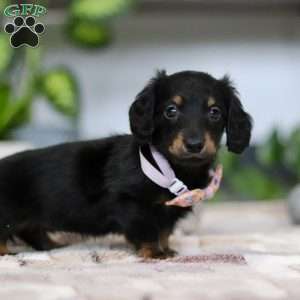 Joy, Dachshund Puppy