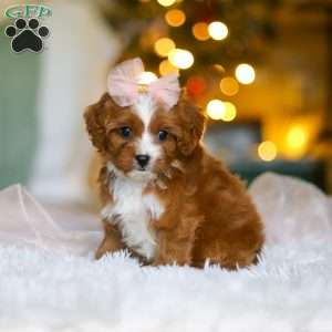 Joy, Cavapoo Puppy