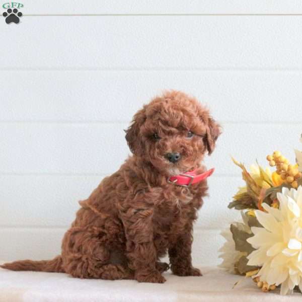 Joyce, Cavapoo Puppy
