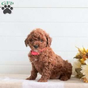 Joyce, Cavapoo Puppy