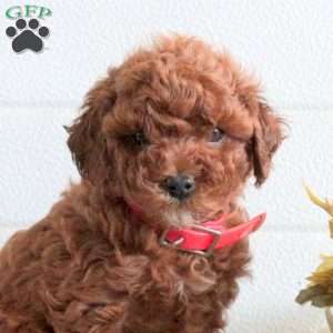 Joyce, Cavapoo Puppy