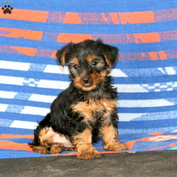 Julia, Yorkie Puppy