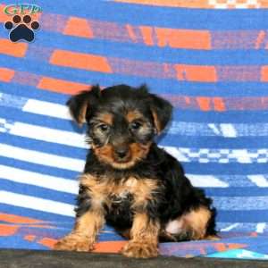 Julia, Yorkie Puppy