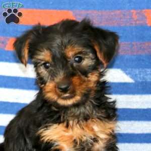 Julia, Yorkie Puppy