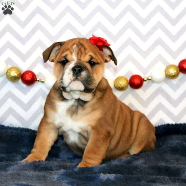 Julie, English Bulldog Puppy