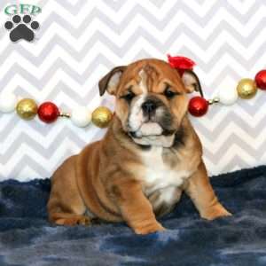 Julie, English Bulldog Puppy