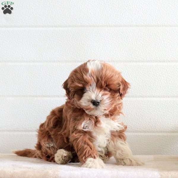 Jumper, Cavapoo Puppy