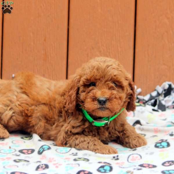 June, Mini Goldendoodle Puppy