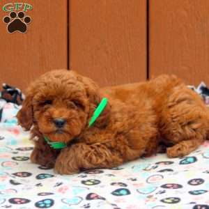 June, Mini Goldendoodle Puppy