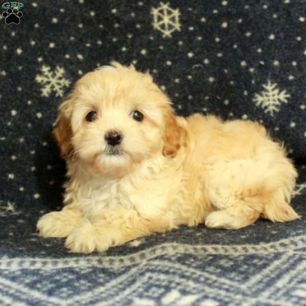 Juniper, Havapoo Puppy