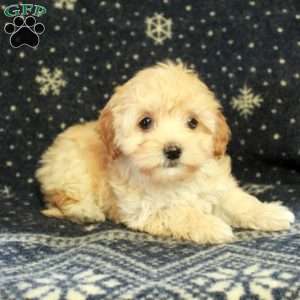 Juniper, Havapoo Puppy