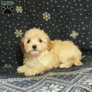 Juniper, Havapoo Puppy