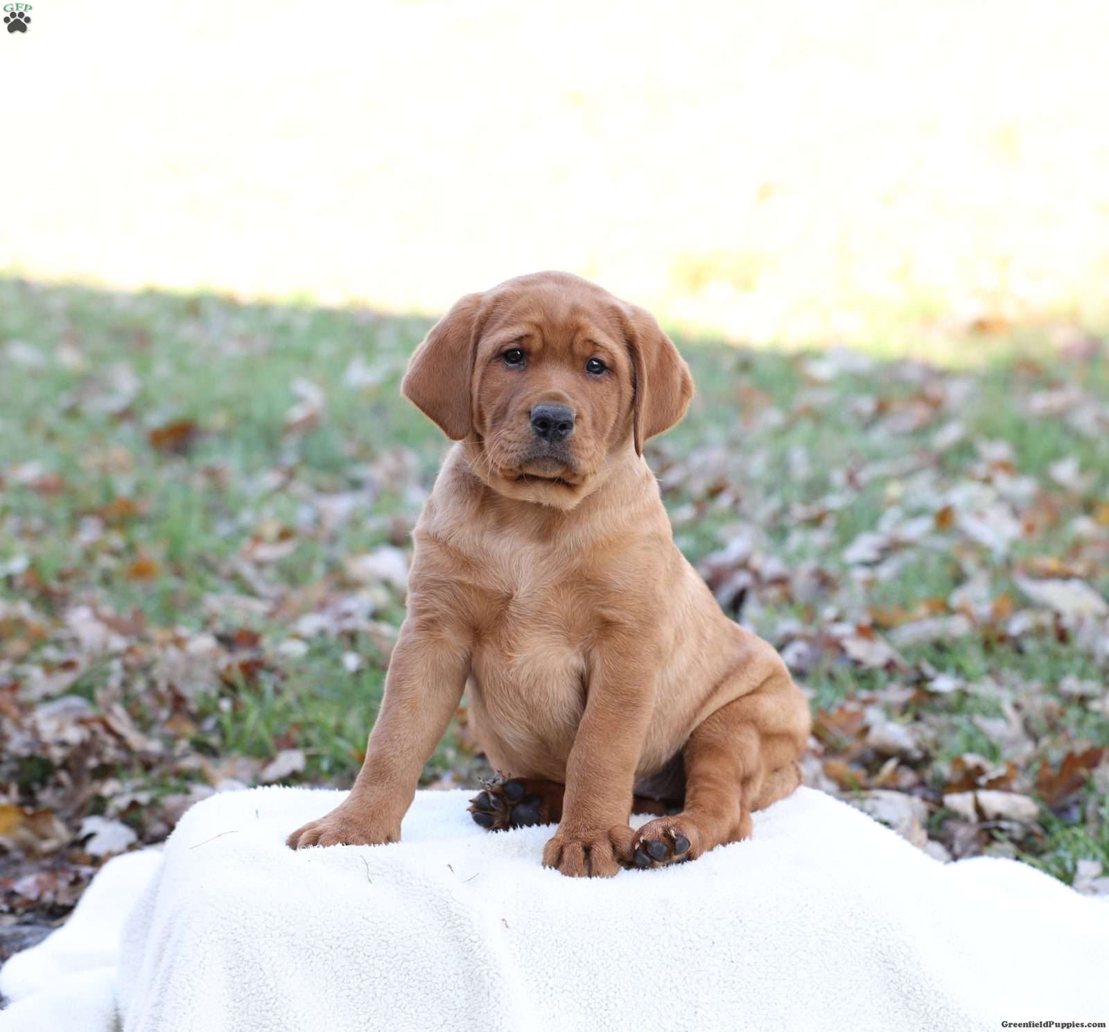 Jupiter - Fox Red Labrador Retriever Puppy For Sale in Pennsylvania