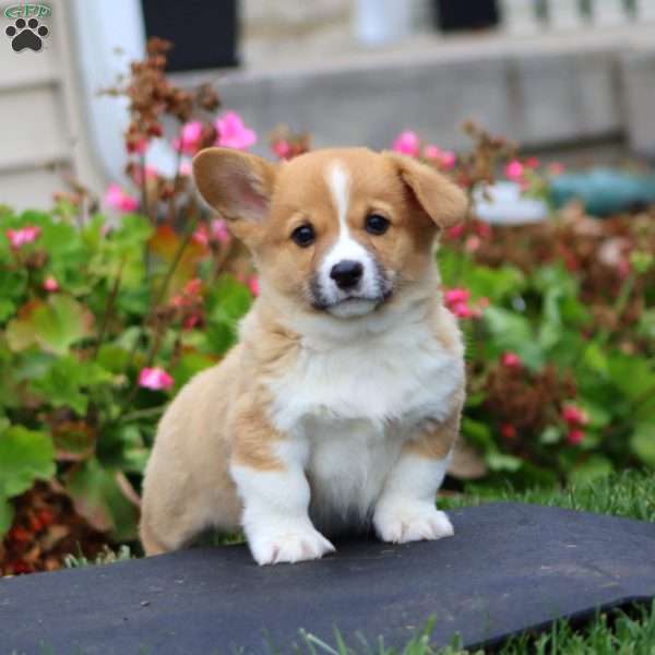 Justin, Pembroke Welsh Corgi Puppy