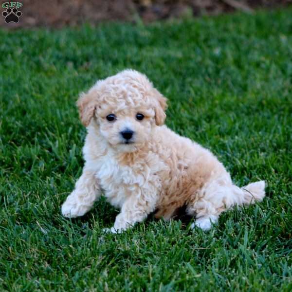 Justin, Bich-Poo Puppy