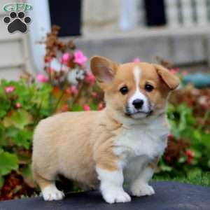 Justin, Pembroke Welsh Corgi Puppy