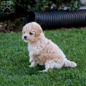 Justin, Bich-Poo Puppy