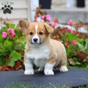 Justin, Pembroke Welsh Corgi Puppy