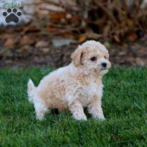 Justin, Bich-Poo Puppy