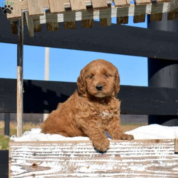 Kacey, Mini Goldendoodle Puppy