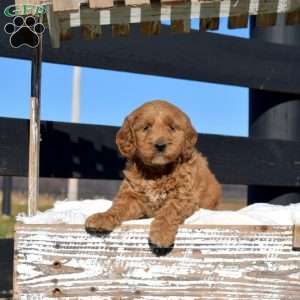 Kacey, Mini Goldendoodle Puppy