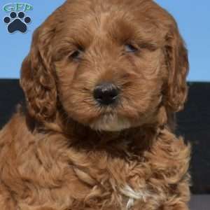 Kacey, Mini Goldendoodle Puppy