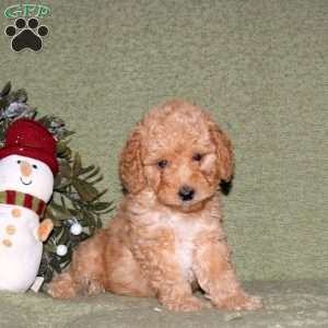 Kade, Miniature Poodle Puppy