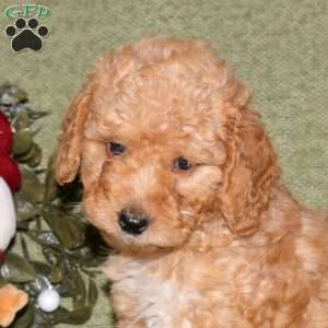 Kade, Miniature Poodle Puppy