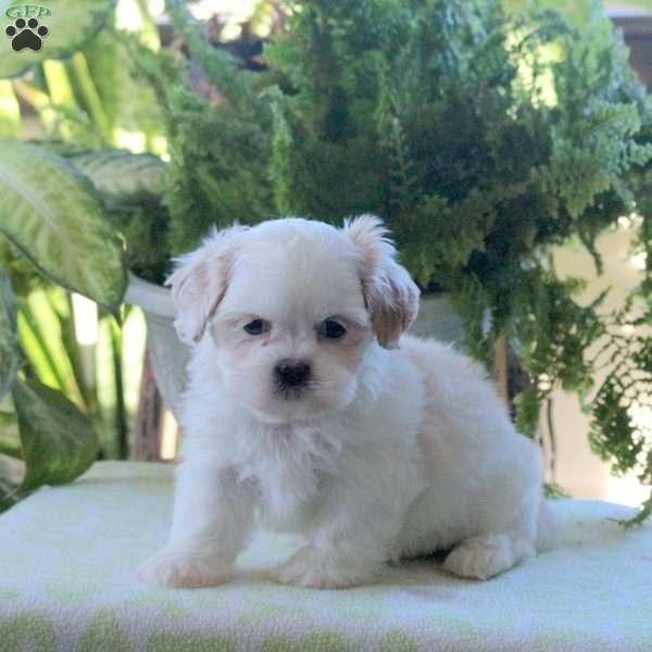 Kandy, Teddy Bear Puppy