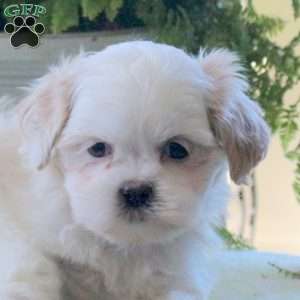 Kandy, Teddy Bear Puppy