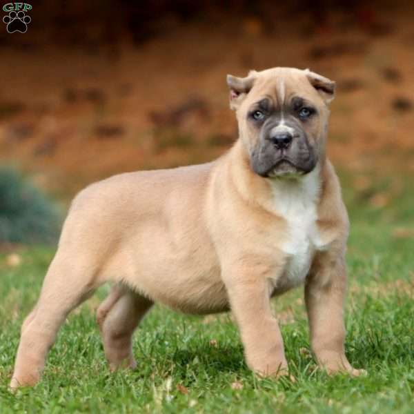 Kandy, Cane Corso Puppy