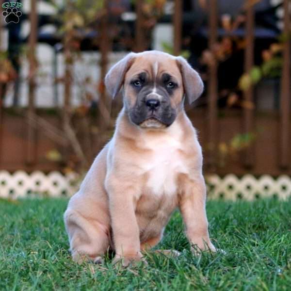 Kandy, Cane Corso Puppy
