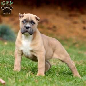 Kandy, Cane Corso Puppy