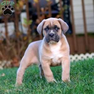Kandy, Cane Corso Puppy
