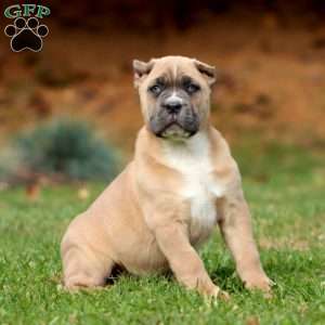 Kandy, Cane Corso Puppy