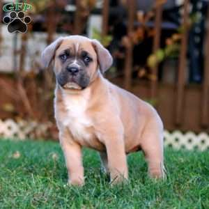 Kandy, Cane Corso Puppy