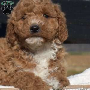 Kaptain, Mini Goldendoodle Puppy