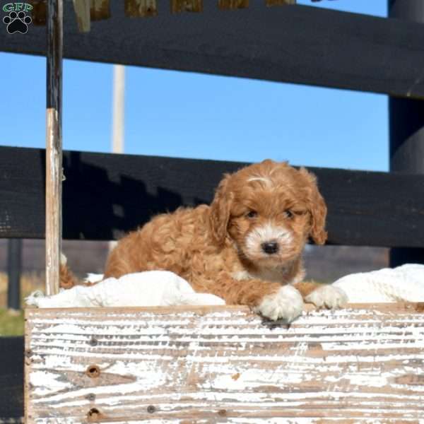 Karen, Mini Goldendoodle Puppy