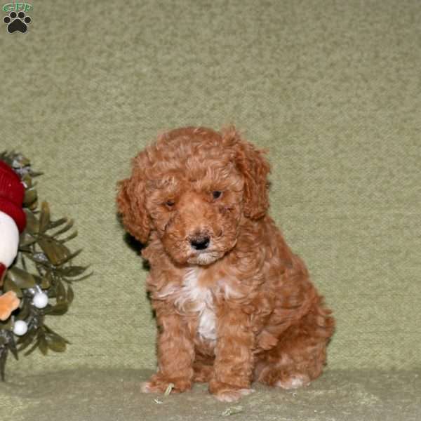 Karen, Miniature Poodle Puppy