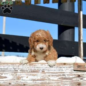 Karen, Mini Goldendoodle Puppy