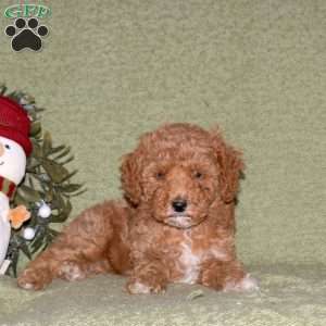 Karen, Miniature Poodle Puppy